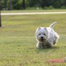 똥꼬발랄 이미지