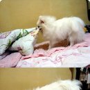 콩이네 이미지