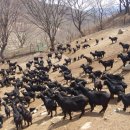 덕현목장 이미지