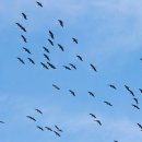 고모리691 이미지