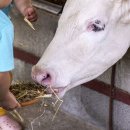 목동목장 이미지