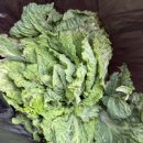 불은농약 | 울산맹수 앙