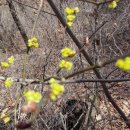 3월 春分 봄맞이 山行時 올린 동백꽃(생강나무꽃)의 근접 촬영 사진 이미지