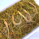 산속의 아침 | 어버이날 선물, 국내산 산양산삼 6년근 세트 < 산속의삼 > 에서 4만원대 선물 !!