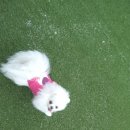 스카이N스파펜션 이미지