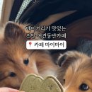 카페마이마이