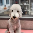 우한수 애견미용실 이미지