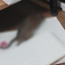 배달된 쿠팡 상자서 살아 있는 쥐 나와…방역 업체가 포획 이미지