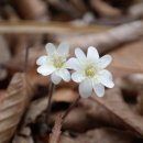 노루귀, 낙남번개(밀양), 표충사 이미지