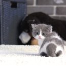 이즈동물병원 | 안양 강아지분양 이즈펫 강아지 고양이 본점 방문 후기 – 반려동물과 함께하는 행복한 인연의 시작