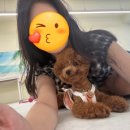 개르메스 이미지