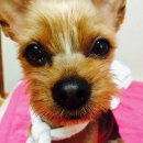 꽃개 하우스 이미지