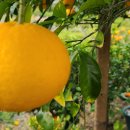 정안농장 이미지