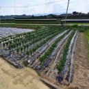 청통농장 이미지