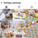 포레그스 이미지