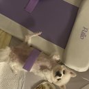 폴리오 폴더백 마사지매트 솔직후기