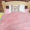 온니 Daum카페