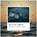 호주 골드코스트 여행 씨월드 고래투어 예약방법 시기 준비물 꿀팁 총정리