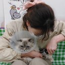 영블리 펫살롱 이미지