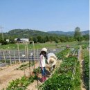 농부의 자연식 이미지