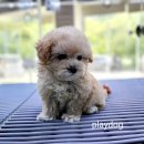 멍품 강아지분양 본점 | 직접 보고 결정한 곳, 일산강아지분양 플레이독 파주본점 후기