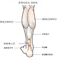 Re:아킬레스건의 위치 질문입니다. 이미지