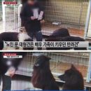 담 넘어 80대 노인 중상 입힌 대형견들..."연예인 반려견" 이미지