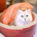 고양이랑놀자 이미지