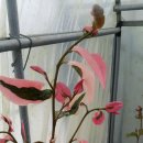 황금이식물원 이미지