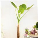 알로카시아 이미지