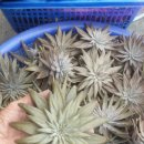 청석농장 이미지