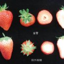 하얀딸기
