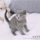 여주-0505 | 양평러시안블루분양, 사랑스러운 고양이를 합리적인 가격에 만나는 방법