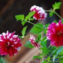 카페 다알리아 이미지