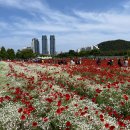 대향연 | 2026 울산 태화강 국가정원 봄꽃대향연 양귀비 만개 시기 및 주차장 꿀팁 총정리