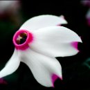 샤론의꽃 이미지