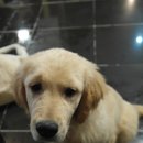 퍼피앤커피 이미지