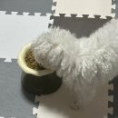 밥이보약 | 강아지사료 추천, 눈 깨끗해진 밥이보약 후기