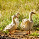 유황오리 이미지