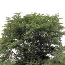 제주 신례리 왕벚나무 자생지 이미지