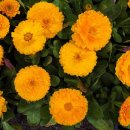 5월 3일의 꽃은 '금잔화(Pot marigold)' 이미지