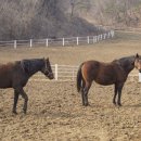 신통목장 이미지