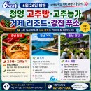 내미농박 | 6시 내고향 6월 26일 방송 정보, 청양 고추빵·거제 리조트·강진 푸소 체험