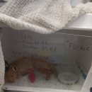 영국동물병원 이미지