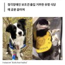 청각장애인 주인 자기 때문에 유명 식당서 '출입 거부' 당하자 시무룩해진 보조견 (영상) 이미지