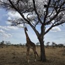 기린 생활공원 | [탄자니아 2일차-3] 세렝게티 국립공원 사파리 첫날 (기린, 사자 가족, 품바, 얼룩말, 누)