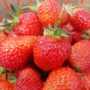 가온누리 농장 이미지