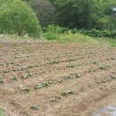 유인숙농장 이미지