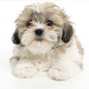 강아지분양 고양이분양 멍앤냥 수원점 이미지