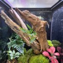 파충류샵 스마일게코 이미지